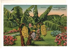 Cartolina Lino Bellissimo Albero di Banana Porta Frutti a New Orleans LA - SB1 - Foto 1 di 2