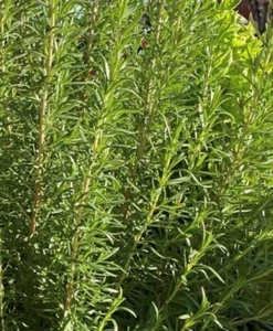 Rosemary Seeds | Herb | Organic - Picture 1 of 1