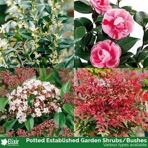 Hardy Established Perennial Shrubs | Outdoor Garden Flowering Bushes in Pots - Picture 1 of 33