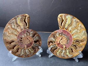 Large 2 Sectioned Polished Cleoniceras Ammonite, Approx 120Million Years Old (c) - Picture 1 of 8