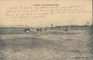 MOROCCO Sultan's ostrichs in Casablance rare PC 1910s - Picture 1 of 2