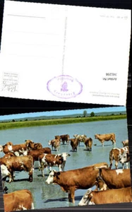 741298 Motiv a. d. Burgenland Warmsee b. Apetlon Kuhherde Kühe Rinder - Picture 1 of 1