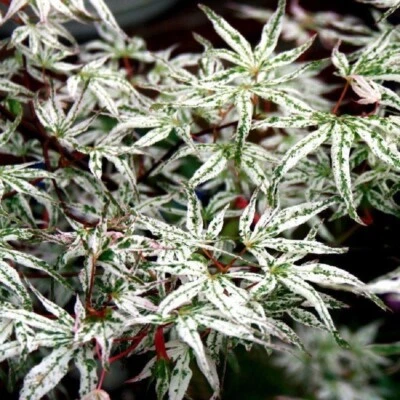 JAPANESE ACER UKIGOMO Maple Tree  5litre Pot White Pink Green Foliage - Image 1 of 4
