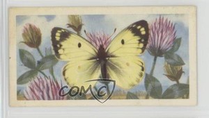 1963 Brooke Bond British Butterflies Tea Pale Clouded Yellow #45 4az