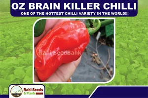OZ Brain Killer Chilli - One of the Hottest Chilli Variety in the World!!! - Picture 1 of 6