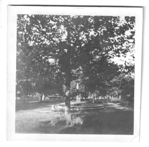 Foto Árboles Parque Natural Vintage Años 30 Blanco y Negro Brillante Sin Marco 3 3/8 x 3.5" - Imagen 1 de 2