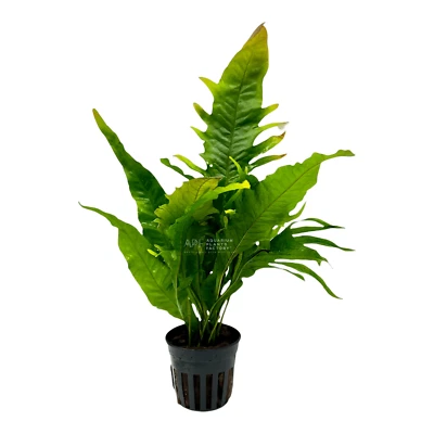 Java Fern Sunrise | Aquarium Plants Factory® - Image 1 of 4