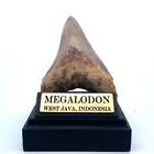 110mm Megalodon Tooth, West Java, Indonesia