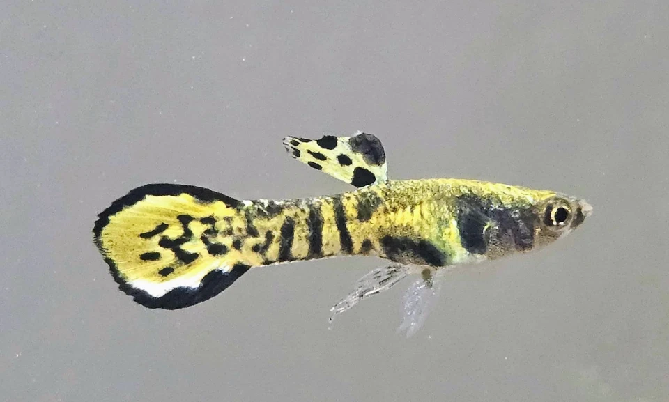 Endlers de tigre amarillo 6+1  Foto 1 de 4