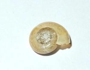 Oxychilus draparnaudi - ZONITIDAE - Russian Land Snail Shell - 9.8mm F++ #8074 - Picture 1 of 2