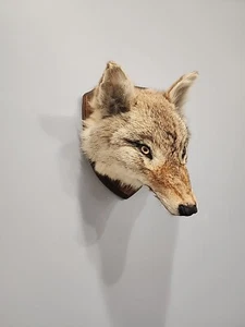 XXXJ102 Coyote Head Mount Taxidermy - Picture 1 of 5