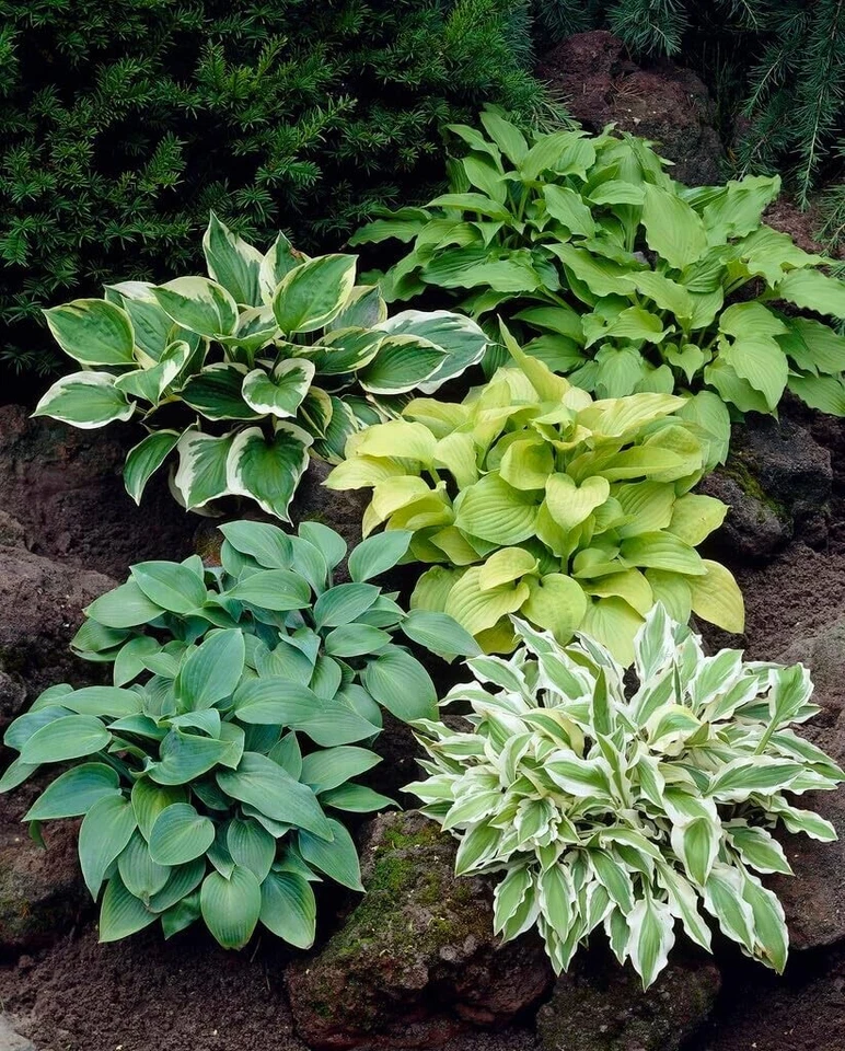 6 Mixed Hosta Plant Roots for Growing - Gardners Mix (6 Hosta Roots) - Image 1 of 1