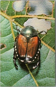 Postal Publicitaria Vintage CARBURO UNIÓN INSECTICIDA SEVIN "Escarabajo Japonés" - Imagen 1 de 2