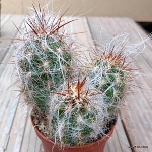 A7603 OREOCEREUS TROLLII olla 10 cm H 10 cm W 12 cm MaMa Cactus - Imagen 1 de 4
