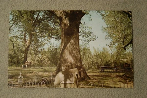 Historic Council Oak - Dardanelle, Arkansas - Picture 1 of 2