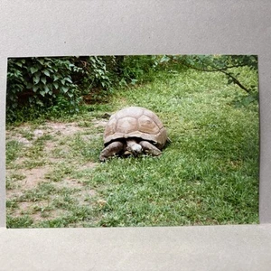 Altes Fundfoto auf Safari Kenia Grabenbruch Schildkröte im Gras spazieren - Bild 1 von 2