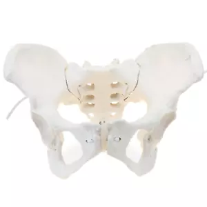 Lebensgröße weibliches Beckenmodell flexibles weibliches Anatomiemodell - Bild 1 von 7