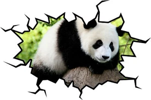 VWAQ Panda Bear Wall Decal Panda Wall Sticker Hole In The Wall Art - Picture 1 of 2