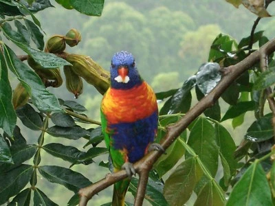 Ice Cream Bean Tree, Inga Edulis, 4 Fruit Tree plants - image 1 of 4