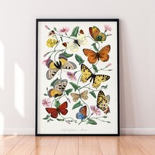 Butterfly and Moth Le Jardin Des Plantes Paul Gervais Print Poster
