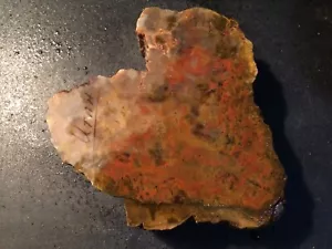 OCL - KLEINER STAMMABSCHNITT VON UTAH VERSTEINERTES HOLZ GROB - 1,94 Pfund - Bild 1 von 6