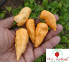 Chilli Pockmark Peach Long Developed & Sustainably Grown in Australia 10 Seeds