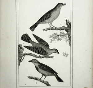 Le Rossignol, La Fauvette Gravure 1800 Vauthier et Massard - Picture 1 of 2