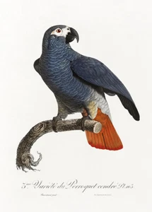 Graupapagei, Psittacus Erithacus #5 - 1800er - Francois Levaillant - Vogel Poster - Bild 1 von 1
