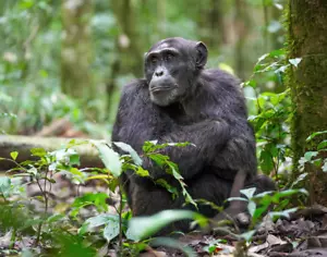 Chimpanzee 8x10 Photograph Print 8"x10" - Picture 1 of 3