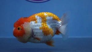 Goldfish Red/White Lionchu Male - Picture 1 of 8