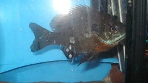 2 live  SunFish 5. 1/2 Inch freshwater sunny fish. big fish 5in read read pictur - Picture 1 of 10