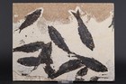 Multi Fossil Fish Mortality Fossil Lake Green River Fm Wyoming WY COA 11763