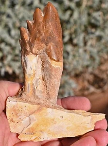 Basilosaurus Molar in Mandible Bone, Late Eocene, Western Sahara - Picture 1 of 3