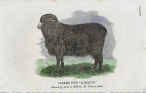 SHEEP; Pauler Ewe "Cossette: Mr Vernon, Ohio 1866; hand color original - Picture 1 of 1