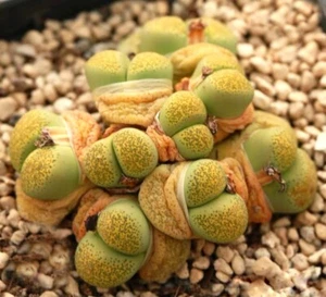SEEDS - Lithops terricolor 'Speckled Gold' C345a ex Shimada JAPAN 30 Seeds - Foto 1 di 2