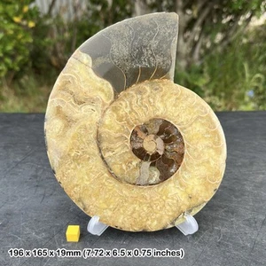 Giant cut & polished ammonite single fossil ammonoids - impressive specimen - Picture 1 of 1