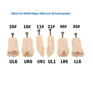Modelo de dientes de repuesto dental ajuste Kilgore NISSIN 200 tipo 32 piezas modelo Typodont - Imagen 1 de 40