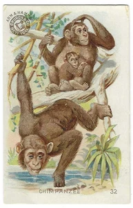 Chimpanzee Arm & Hammer Interesting Animals Card Church & Co #32 c1898 - Picture 1 of 2