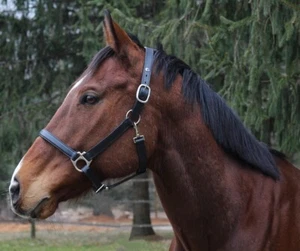 Henri De Rivel Everyday Halter                                               ... - Picture 1 of 3