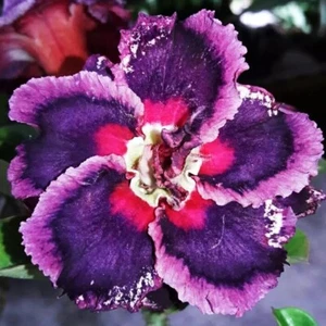 Adenium Obesum Desert Rose Seeds 'Passion' 5 seeds for $11.45 - Picture 1 of 1