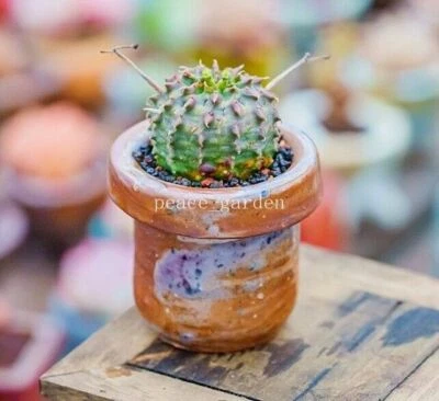 3PCS Euphorbia meloformis Aiton RareSucculent cactus Plant Garden Décor Boutique - Image 1 of 4