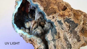 1950s Ballast Point Tampa Florida Agatized Coral Agate Chalcedony Botryoidal - Picture 1 of 11