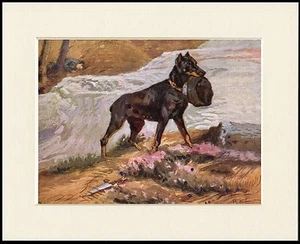 DOBERMANN PINSCHER KRIEGSRETTUNGSHUND TOLLER DRUCK MONTIERT RAHMENFERTIG - Bild 1 von 1