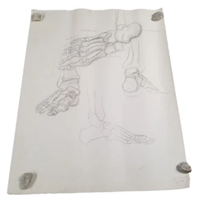 1960er Kunst Füße Zeichnung Skizze signiert Skelett Knochen Fuß Anatomie Halloween 18x24 - Bild 1 von 6
