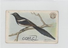1922 Arm & Hammer Useful Birds of America Series 3 American Magpie #6 1p5