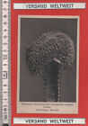 Otto Stoye Echinocactus (Gymnocalycium) hyptiacanthus cristatus Lemaire [BL0225]