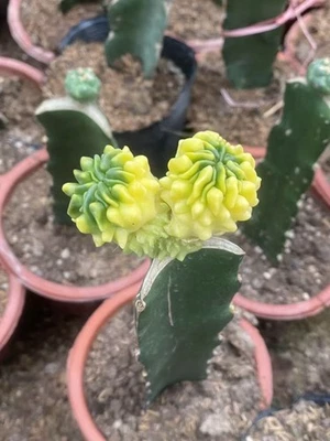 Multiple heads Tadpole Ball Male Sexy variegated cactus plants potted random - Image 1 of 3