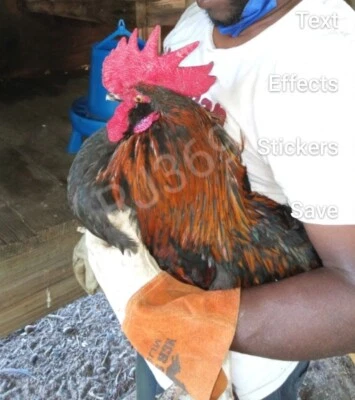 $$ (3) Rare French Black Copper Marans Fertile Hatching Eggs Rare Breed Chickens