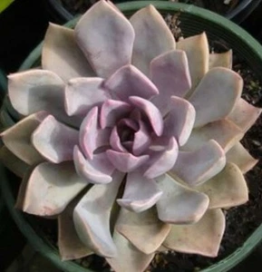 Graptoveria "Debbie" Colourful pink succulent - Picture 1 of 5