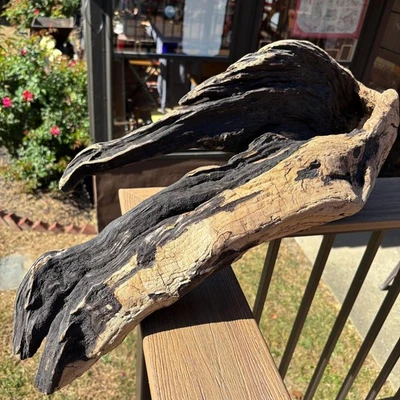 大型漂流木植物架 25x8x13 中空中心黑色棕褐色雕塑木材 — 第 1/4 张图片